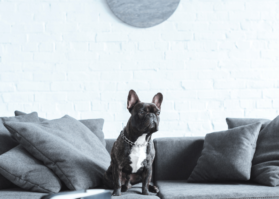 Most Popular HouseFriendly Dogs Stacker